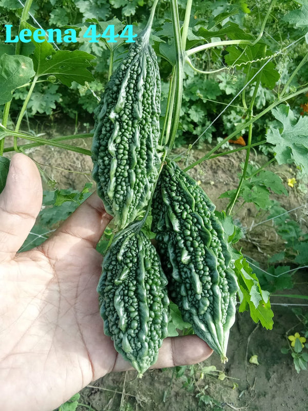 Bitter Gourd (Karayla) Seed | Net Weight 50 Gram
